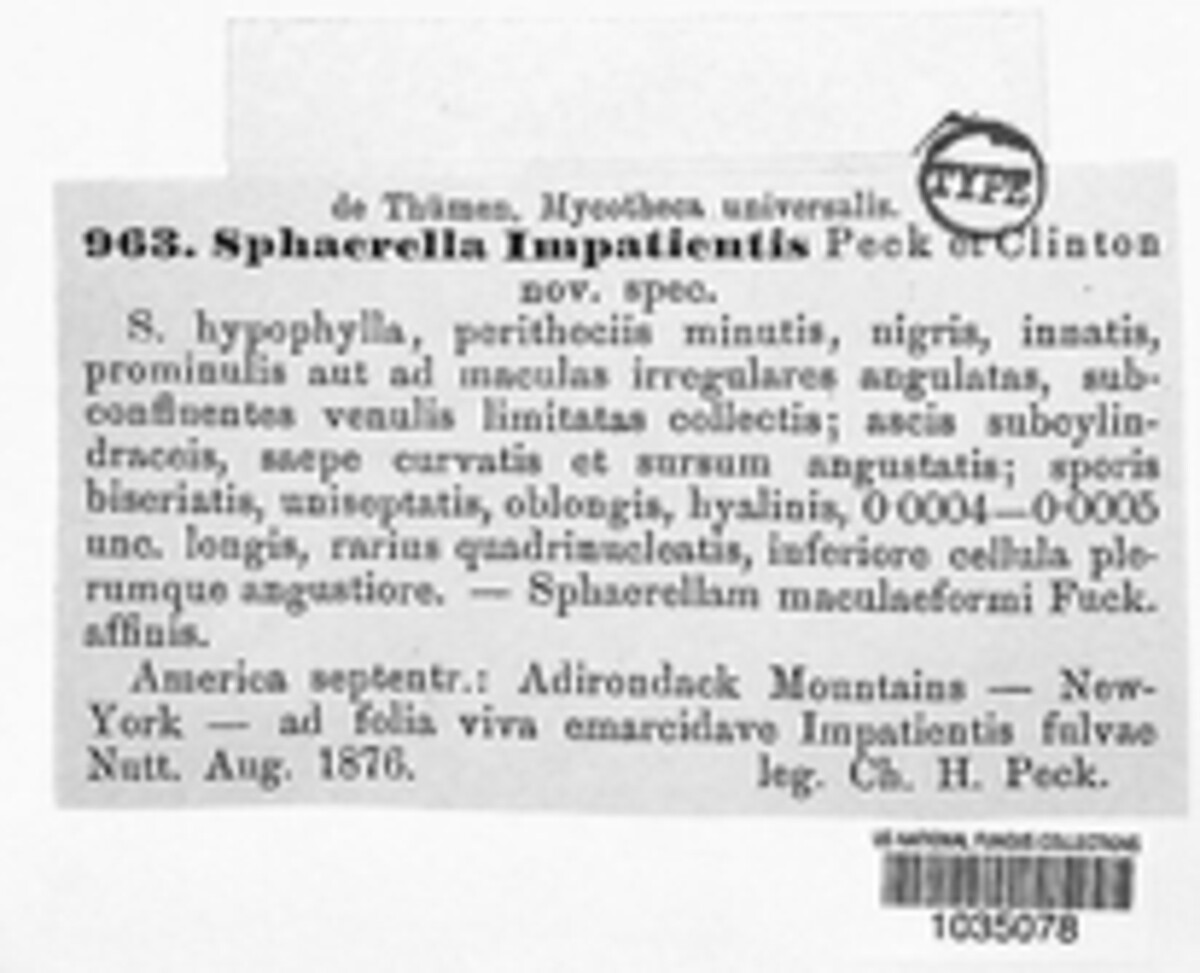 Mycosphaerella impatientis image